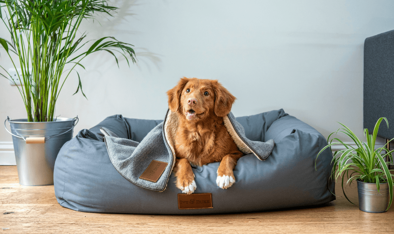 Dog resting on a bed at home, representing BondaPet™'s trusted pet life story
