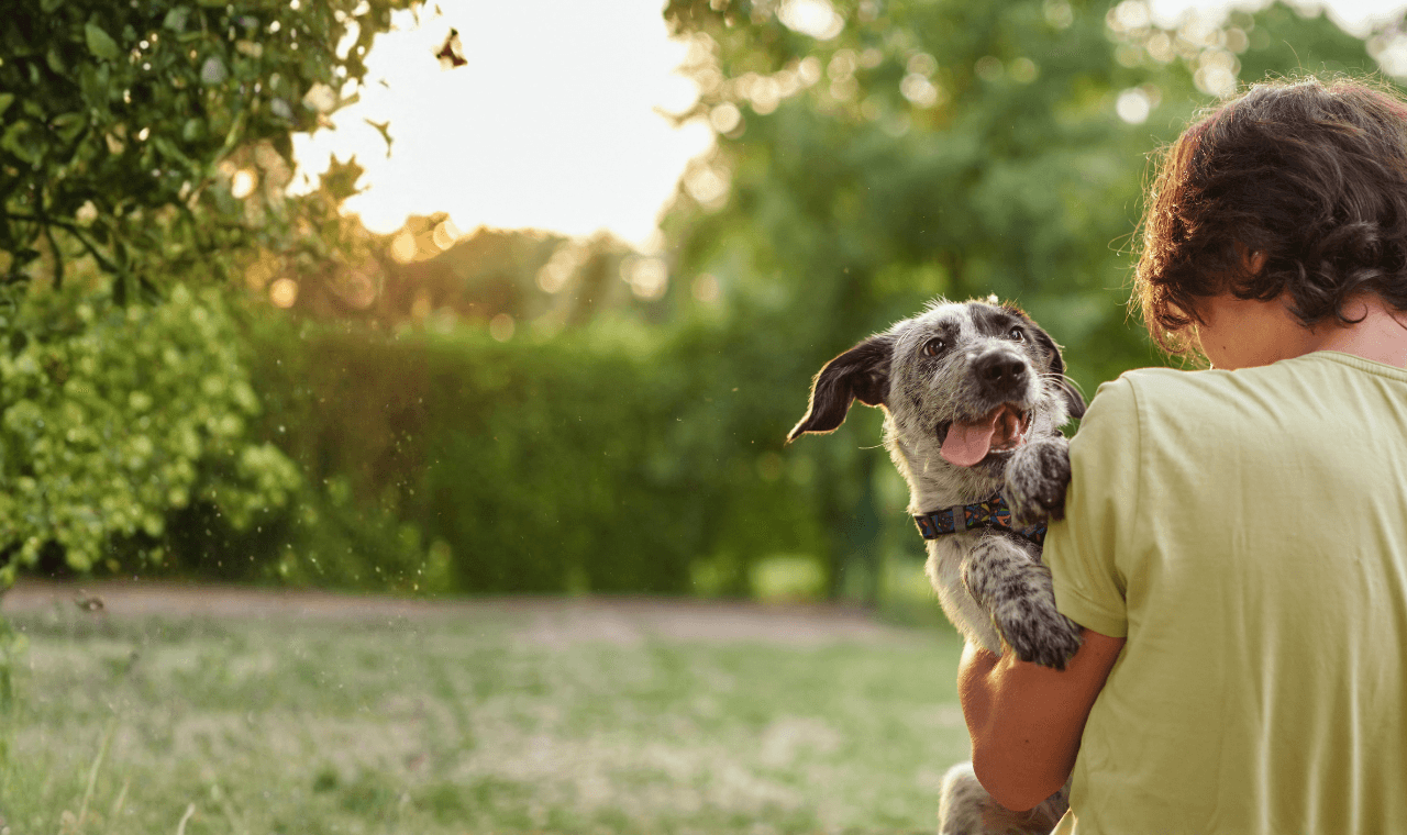 A happy dog wearing a collar against a clean light background.