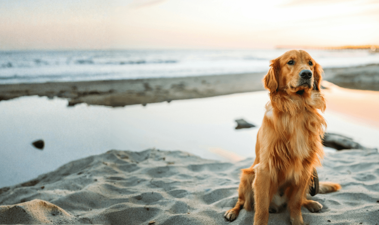 A dog relaxing outside in a field.