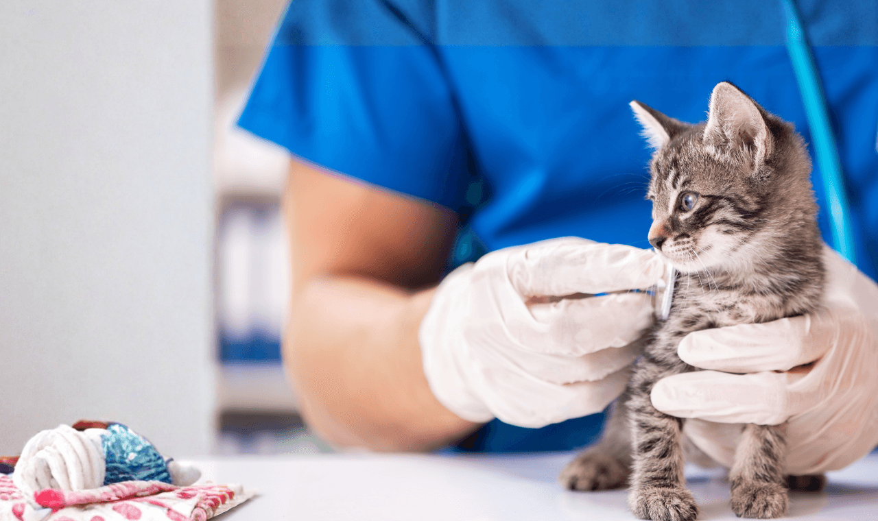 A veterinary professional examining a kitten in clinic.